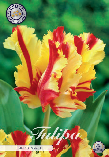 Tulpan Flaming Parrot 7-pack