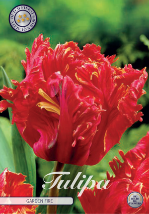 Tulpan Garden Fire 7-pack