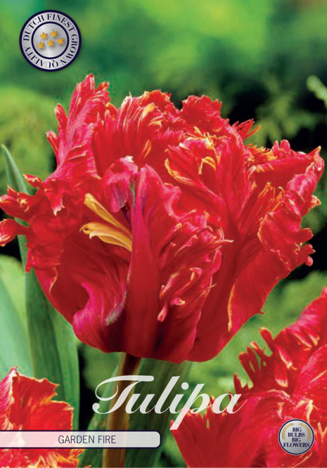 Tulip Garden Fire 7-pak