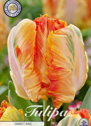 Tulip Parrot King 7 kpl