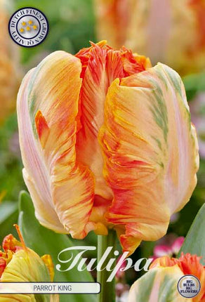 Tulip Parrot King 7 kpl