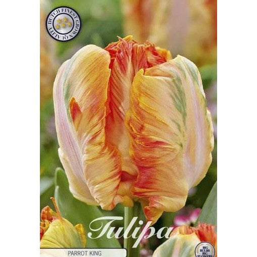 Tulpan Parrot King 7-pack
