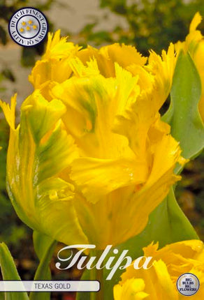 Tulip Texas Gold 7-pak