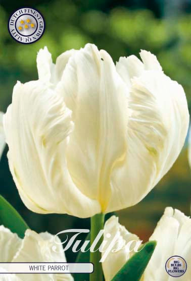 Tulip White Parrot 7 kpl