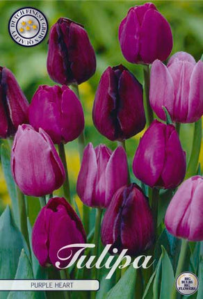 Tulip Purple Heart 10-pak