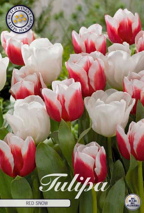 Tulip Red Snow 10-pak