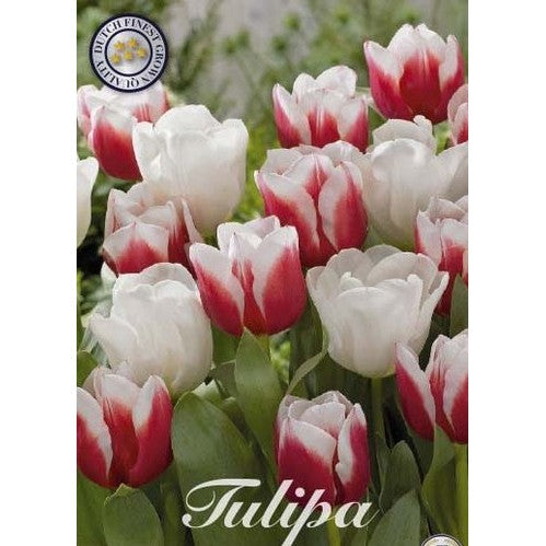 Tulpan Red Snow 10-pack
