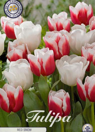 Tulip Sensation 10 kpl pakkaus