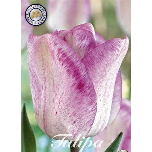 Tulpan Blushing Girl 7-pack