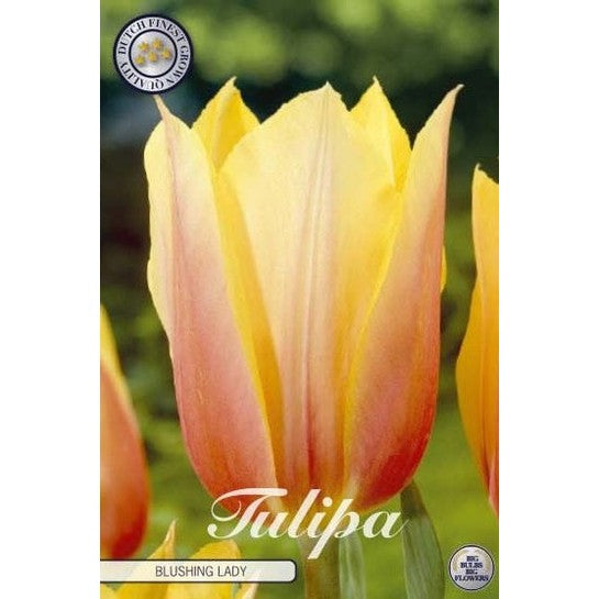 Tulpan Blushing Lady 7-pack