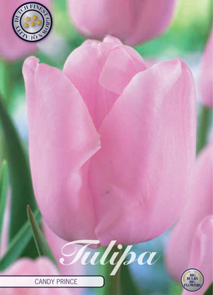 Tulip Candy Prince 10 kpl