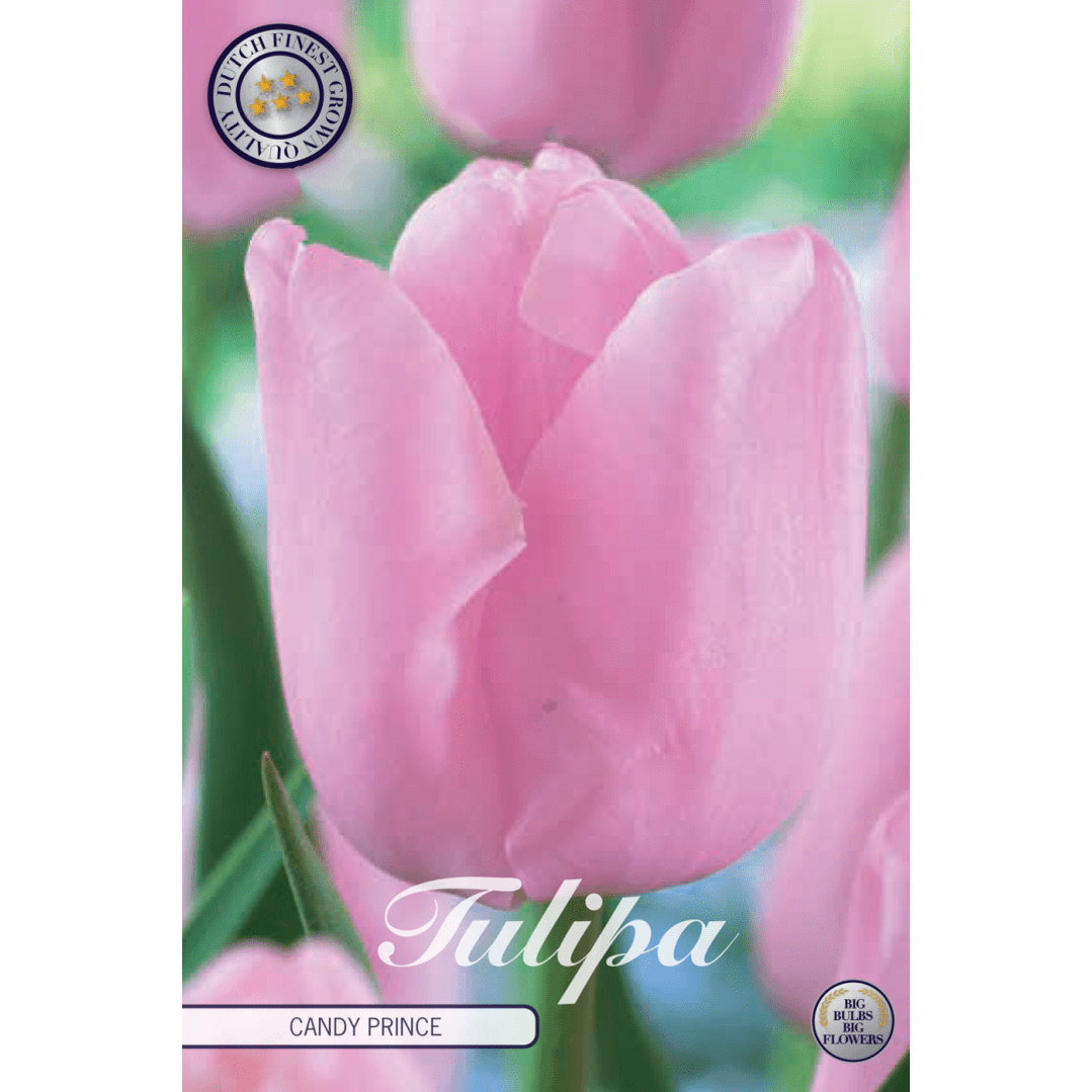 Tulpan Candy Prince 10-pack
