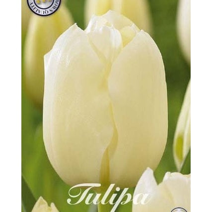 Tulpan City of Vancouver 10-pack