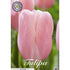 Tulpan Menton 7-pack
