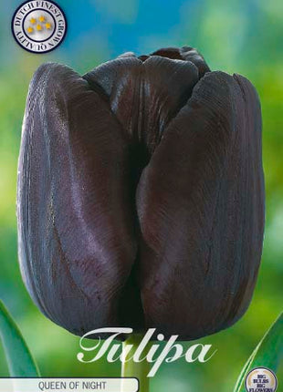 Tulip Queen of Night 7-pak