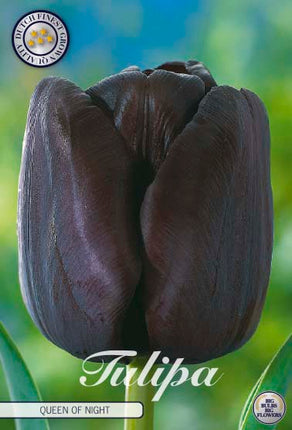 Tulip Queen of Night 7-pak