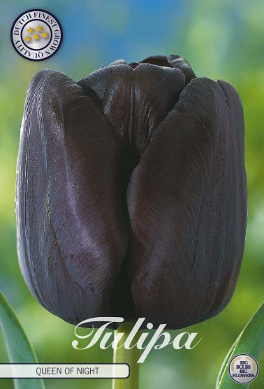 Tulip Queen of Night 7 kpl