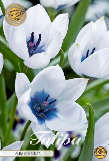 Tulip Alba Coerulea (premium) 5-pak