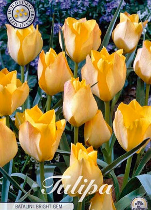 Tulip Batalinii Bright Gem 10 kpl
