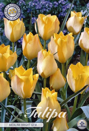 Tulip Batalinii Bright Gem 10 kpl