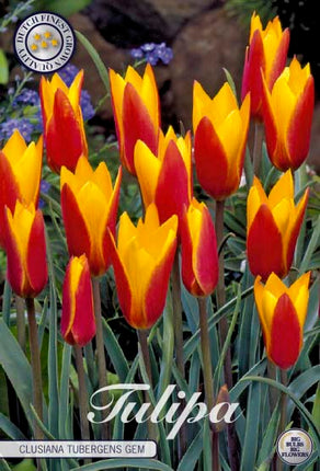 Tulip Clusiana Tubergen's Gem 10-pak