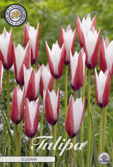 Tulip Clusiana 10-pak