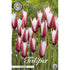 Tulpan Clusiana 10-pack