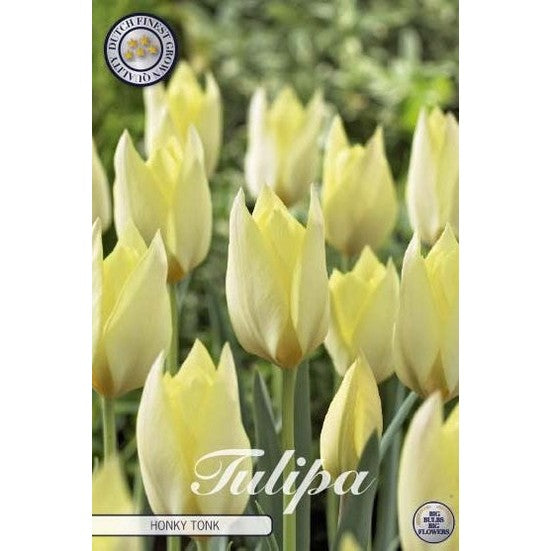 Tulpan Honky Tonk 10-pack