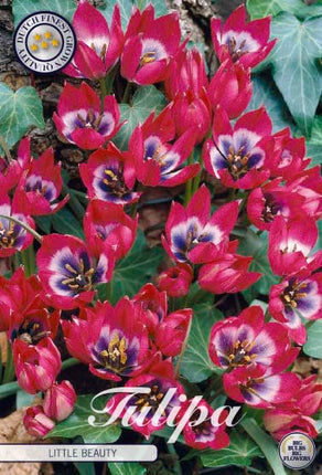 Tulip Little Beauty 10 kpl