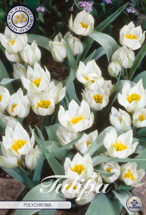 Tulip Polychroma 10 kpl