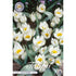Tulpan Polychroma 10-pack