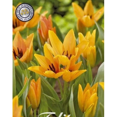 Tulpan 'Shogun' 10-pack