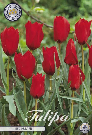Tulip Red Hunter 10-pak