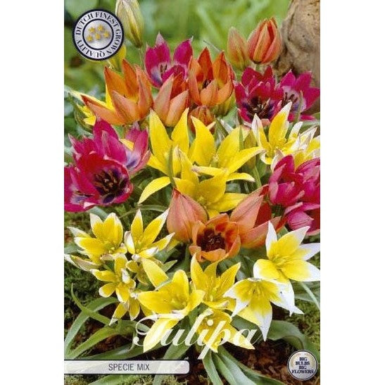 Tulpan Specie Mixed 15-pack