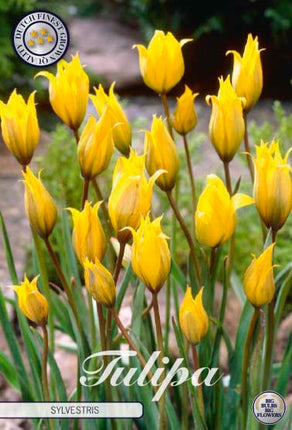 Tulip Sylvestris 10-pak