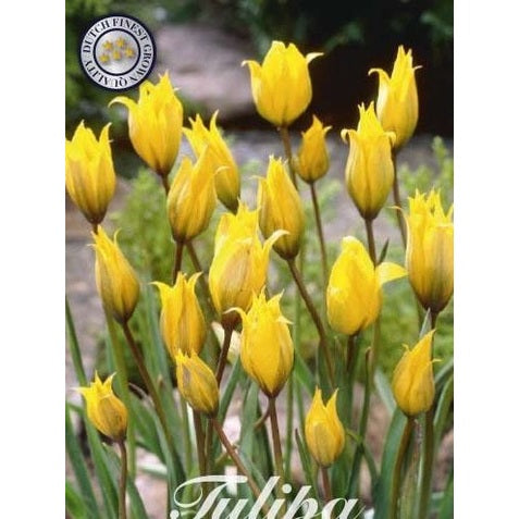 Tulpan Sylvestris 10-pack