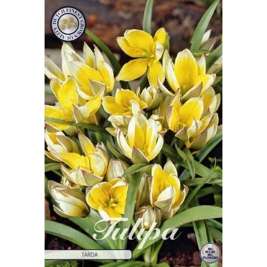 Tulpan Tarda 10-pack