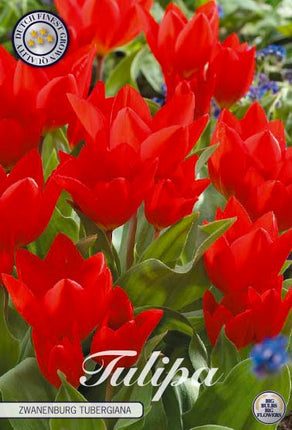 Tulip Zwanenburg Tubergiana 10 kpl