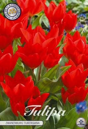 Tulip Zwanenburg Tubergiana 10-pak