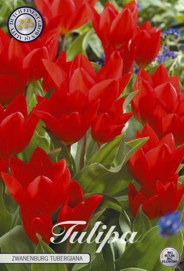 Tulip Zwanenburg Tubergiana 10 kpl