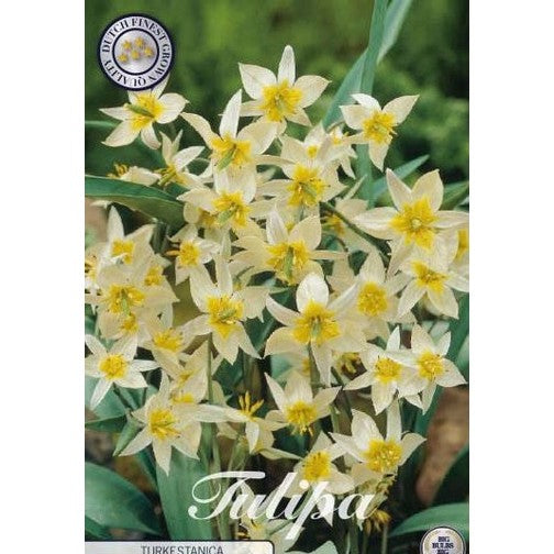 Tulpan Turkestanica 10-pack