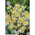 Tulpan Turkestanica 10-pack