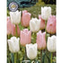 Tulpan Sweet Candy 10-pack