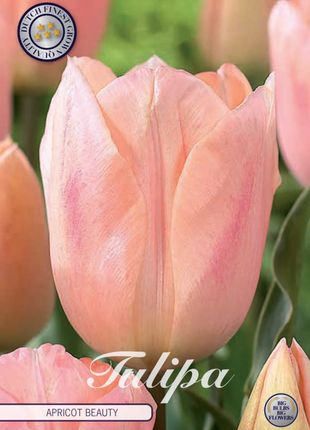 Tulip Apricot Beauty 7 kpl