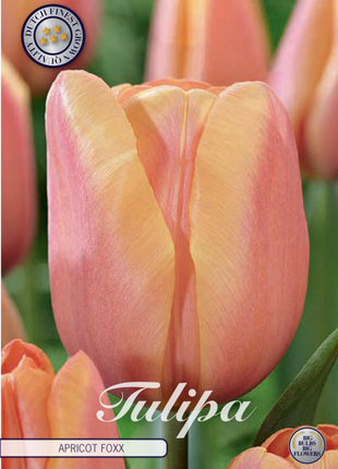 Tulip Apricot Foxx 10 kpl