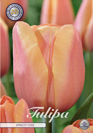 Tulip Apricot Foxx 10 kpl