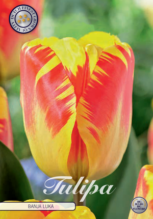 Tulip Banja Luka 10-pak