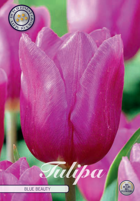 Tulip Blue Beauty 10-pak