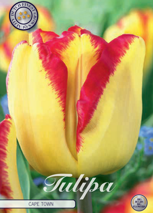 Tulip Kapkaupunki 10 kpl