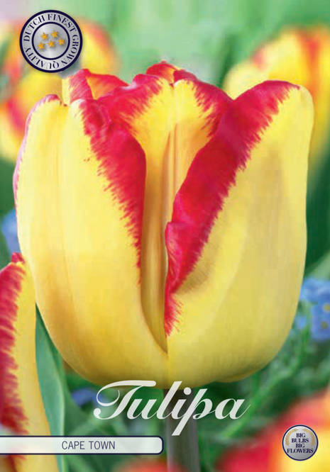 Tulip Cape Town 10-pak